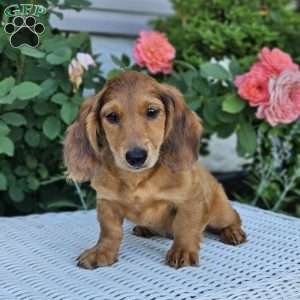 Teddy, Dachshund Puppy